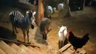 Im Rennstall ist das Zebra los