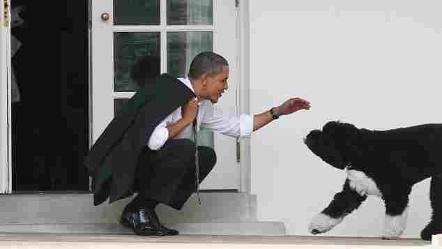 Barack Obamas Hund Bo stirbt mit 12 Jahren