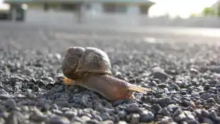 Symbolbild Schnecke