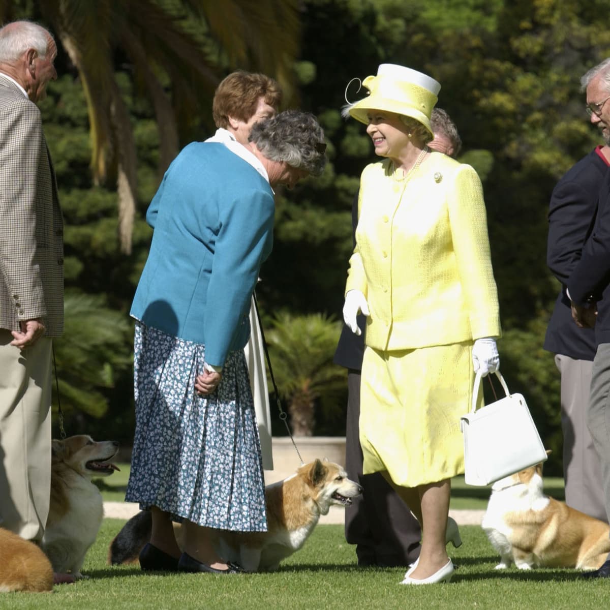 Hunde Von Der Queen