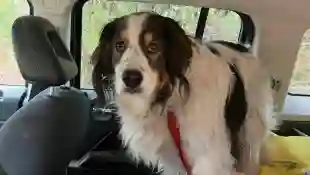 hund gita lebensretter süß niedlich