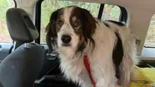 hund gita lebensretter süß niedlich