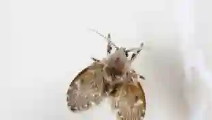 Abortfliege