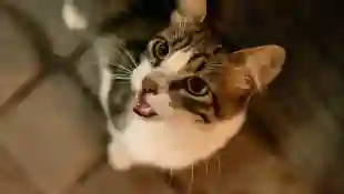 katze kätzchen katzen foto