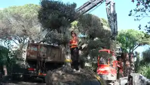die geissens garten olivenbaeume