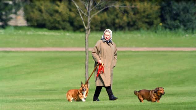 Konigin Elisabeth Ii Trauert Um Ihren Letzten Corgi