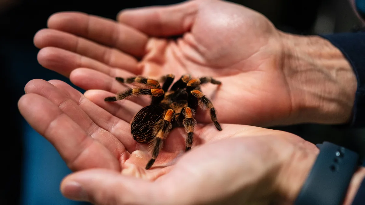tarantel schmuggel flughafen verhaftung tierschutz