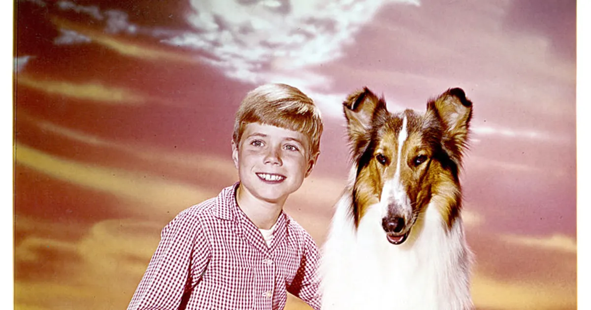 Lassie : Das wurde aus den Stars der Serie