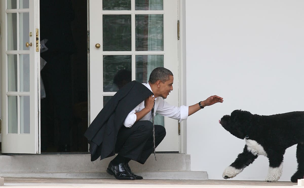 Barack Obamas Hund Bo stirbt mit 12 Jahren