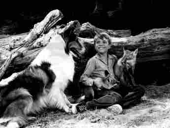 Jon Provost spielte als Kind sieben Jahre lang in „Lassie“