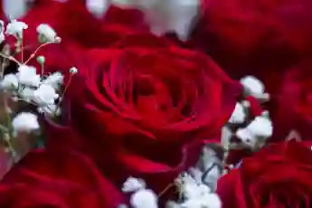 „Der Bachelor“-Rose