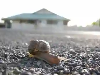 Symbolbild Schnecke