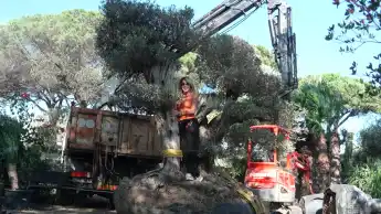 die geissens garten olivenbaeume