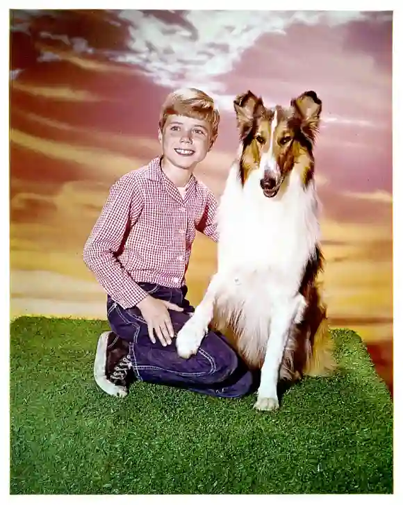 Jon Provost und „Lassie“ in der Serie von 1954