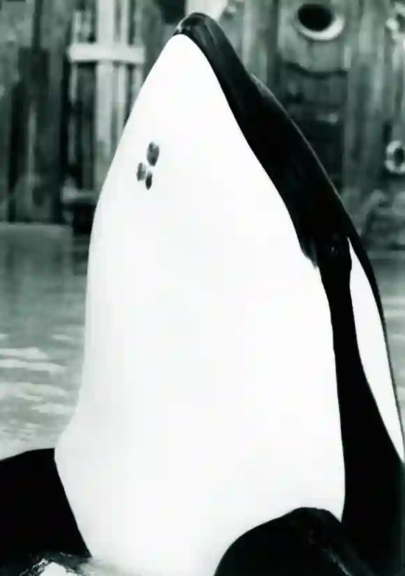 Keiko in „Free Willy“