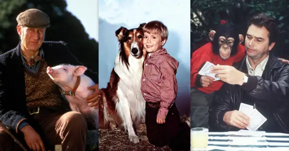 Die zehn beliebtesten Film- und Serientiere