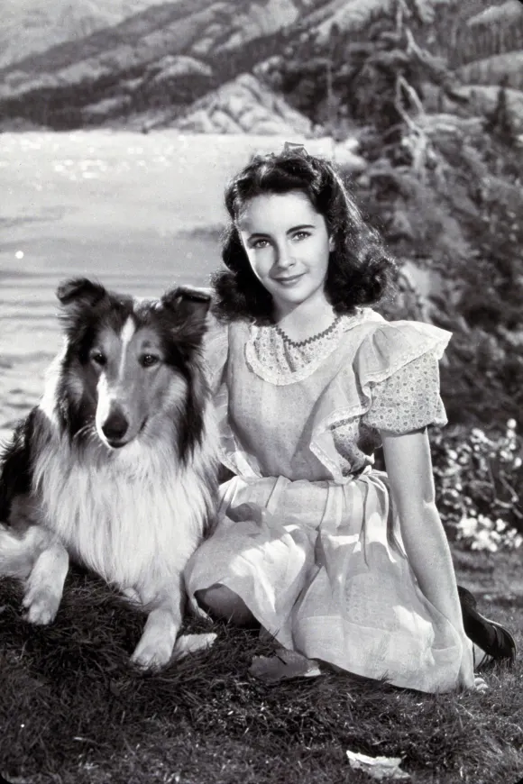 "Lassie" kommt zurück ins Fernsehen.