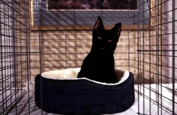 Salem aus "Sabrina - total verhext"