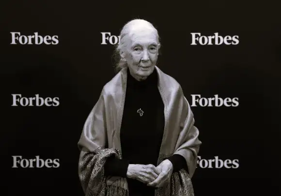 Primatenforscherin und Umweltaktivistin Jane Goodall ist im Alter von 91 Jahren gestorben.