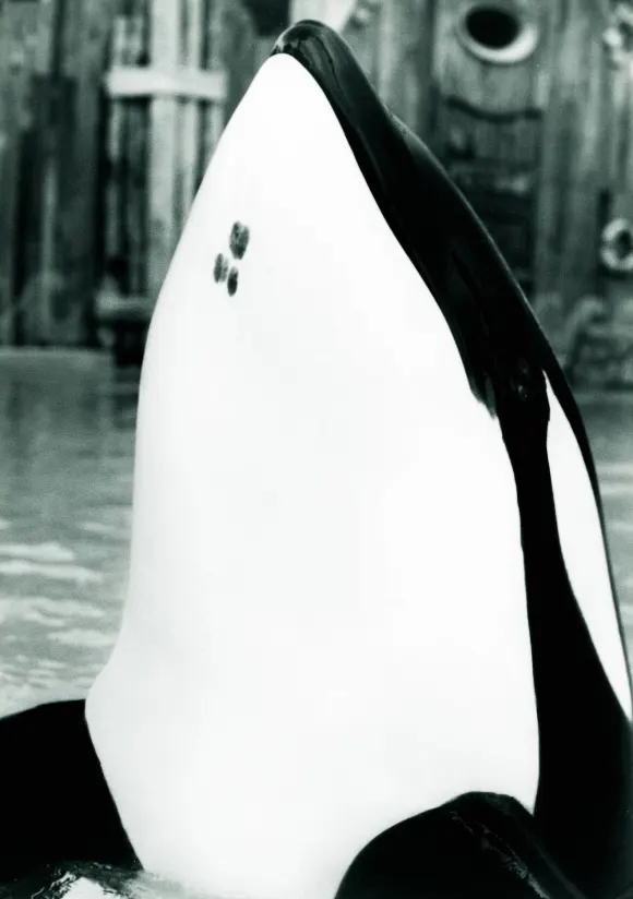 Keiko in „Free Willy“